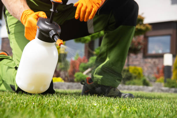 Best Bed Bug Extermination  in St John, MO